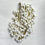 Jasmin/ Motia Gajra