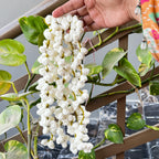 Jasmin/ Motia Gajra