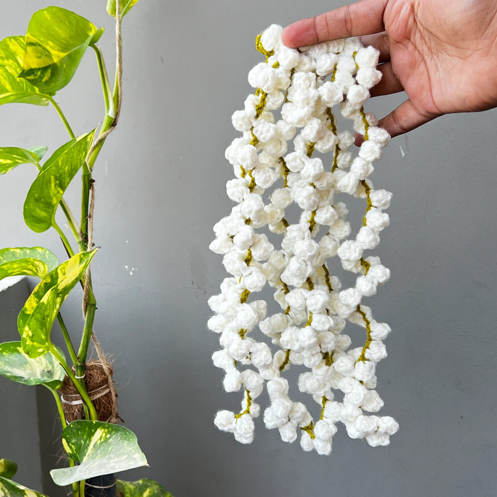 Jasmin/ Motia Gajra