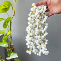 Jasmin/ Motia Gajra