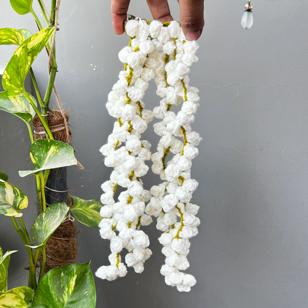 Jasmin/ Motia Gajra